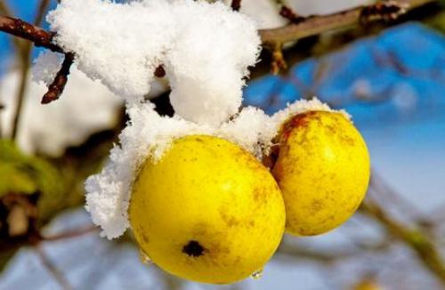 Как уберечь саженцы от мороза. Защита плодовых деревьев от заморозков зимой