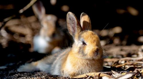 Как уберечь саженцы от грызунов. Чем укрыть деревья 03