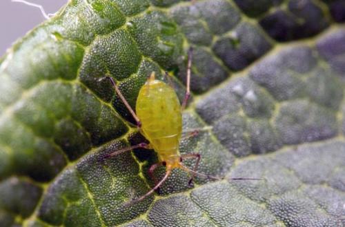 Средство ОТ ТЛИ на розах. Убойные средства борьбы с тлёй на розах