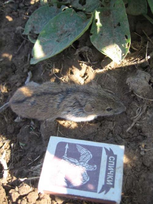 Как вывести мышей с дачного участка. Отвадить мышей с участка: 6 способов 12 Как вывести мышей с дачного участка. Отвадить мышей с участка: 6 способов 12