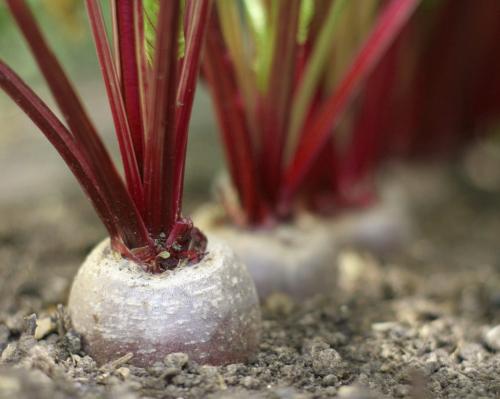 Чем поливать свеклу, чтобы была сладкая?