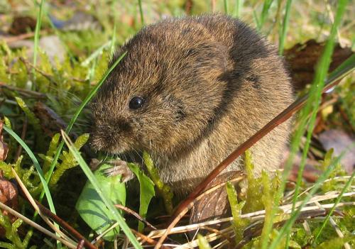 Как избавиться от мышей на даче своими руками. Разновидности огородно-дачных вредителей