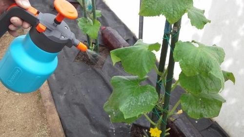 Внекорневая подкормка огурцов нашатырным спиртом. Чем полезна подкормка огурцов нашатырным спиртом и как её правильно применять