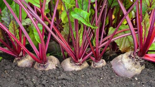 Чем поливать свеклу, чтобы была сладкая? 10