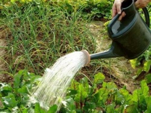 Чем поливать свеклу, чтобы была сладкая? 11