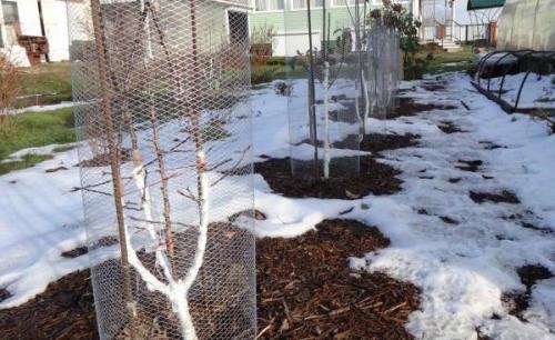 Как защитить корни яблони от грызунов. Обработка стволов