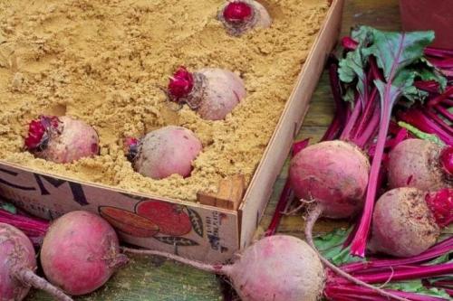 Как хранить свеклу в домашних условиях. В чем хранить свеклу