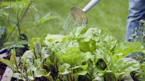 Чем поливать свеклу. Как часто и правильно поливать свеклу?