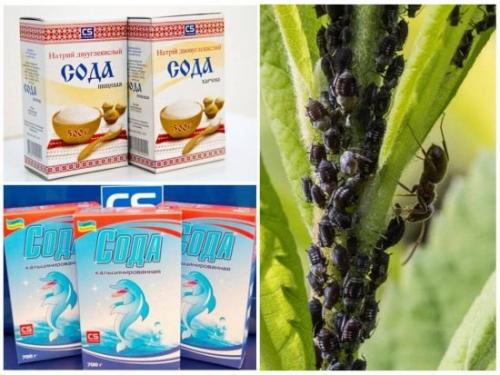 Средство ОТ ТЛИ на розах. Убойные средства борьбы с тлёй на розах