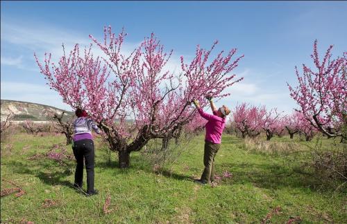 Как уберечь саженцы от мороза. Защита плодовых деревьев от заморозков зимой