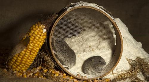 Как уберечь саженцы от грызунов. Чем укрыть деревья 04