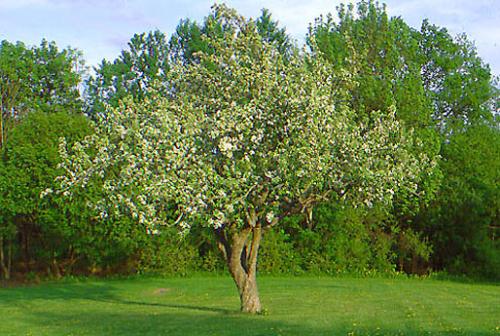 Креолин от мышей. 