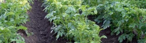 Нужно ли обрезать ботву у картофеля. Когда обрезать ботву у картофеля и надо ли: сроки