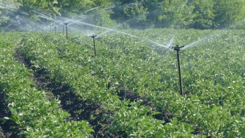 Высокая ботва у картофеля, что делать. Ботва у картошки высокая - плохо. Как быть и что делать для исправления ситуации?