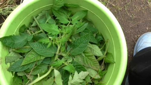 Ботва картофеля. Ценность ботвы в качестве удобрения на огороде