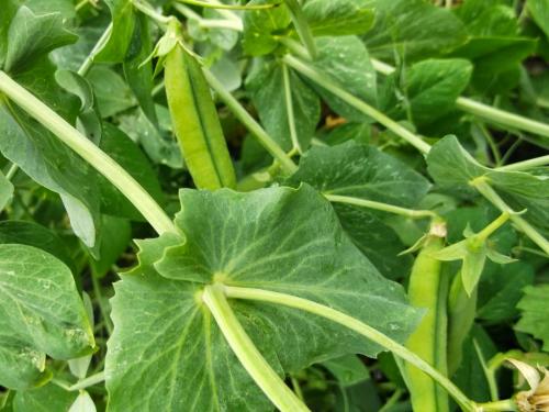 Ботва картофеля. Ценность ботвы в качестве удобрения на огороде