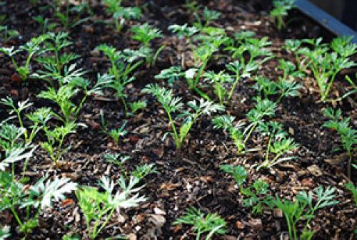 Сидераты под морковь и свеклу. Смесь сидератов после уборки моркови и свеклы 01