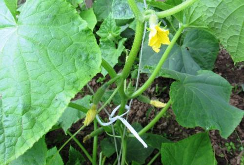 Намачивание семян. Предпосевная обработка 02