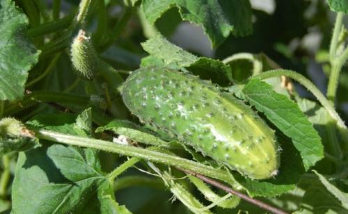 Почему огурцы в теплице горькие. Почему горчат огурцы в теплице?