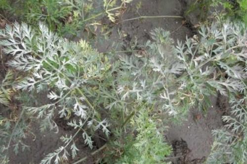 Кто ест морковь в земле и как с ними бороться. Популярные болезни и вредители моркови