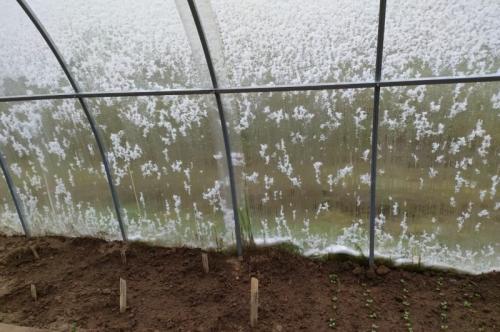 Как спасти помидоры после заморозков. Как защитить томаты от возвратных заморозков.