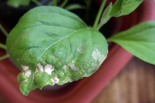 Почему перед заморозком рассаду помидоров и огурцов обильно поливают. Что делать, если подмерзла рассада огурцов, какую температуру выдерживает