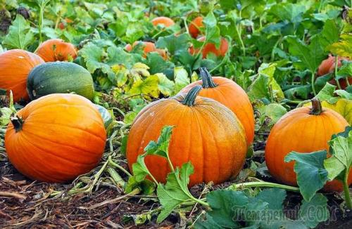 Когда начинается сезон тыквы. 