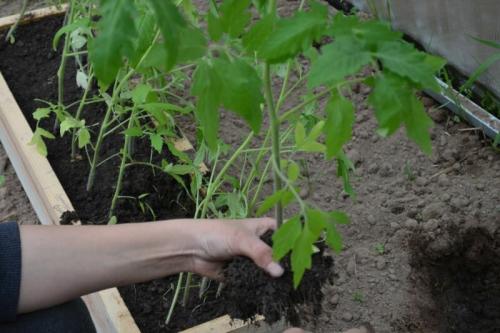 Как спасти помидоры после заморозков. Как защитить томаты от возвратных заморозков.