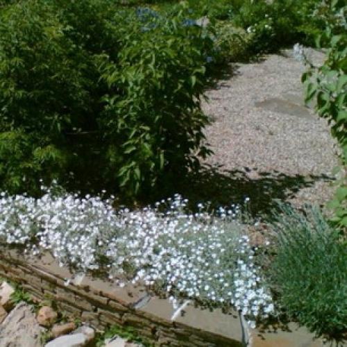 Ясколка. Особенности ясколки Бибирштейна и войлочной (с фото)