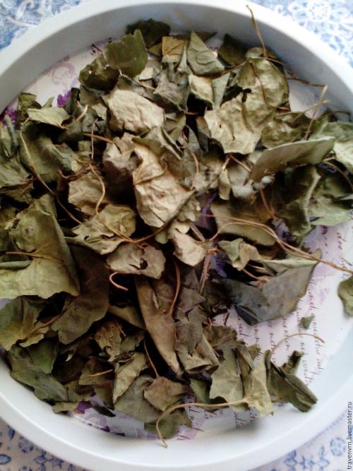 Копытень европейский. Применение в народной медицине