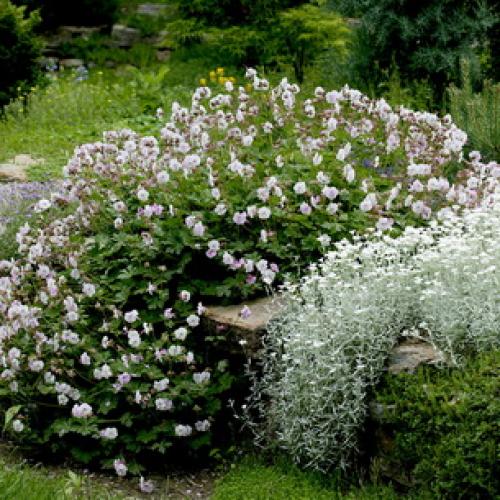 Ясколка. Особенности ясколки Бибирштейна и войлочной (с фото)