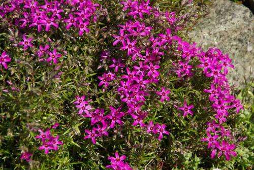 Аубреция или обриета. настоящие цветущие ковры