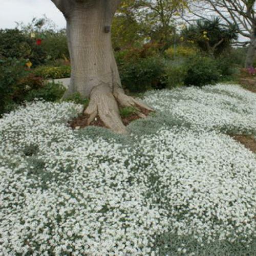 Ясколка. Особенности ясколки Бибирштейна и войлочной (с фото)
