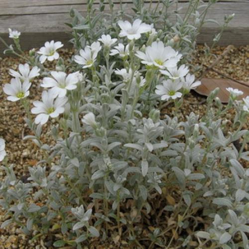 Гутчинзия альпийская выращивание из семян. Посадка кампсиса 12