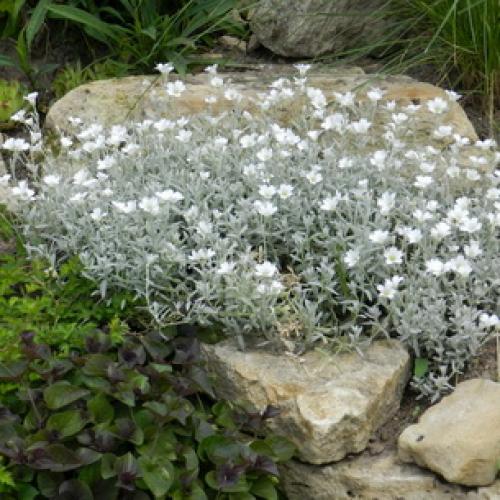 Гутчинзия альпийская выращивание из семян. Посадка кампсиса 08