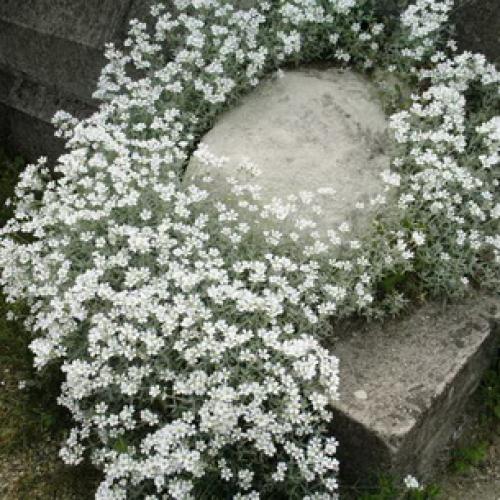 Гутчинзия альпийская выращивание из семян. Посадка кампсиса 10