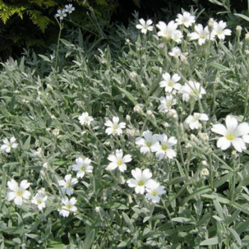 Гутчинзия альпийская выращивание из семян. Посадка кампсиса 14