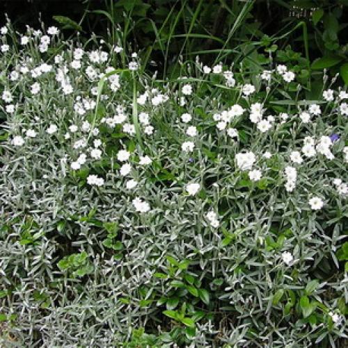 Ясколка. Особенности ясколки Бибирштейна и войлочной (с фото)