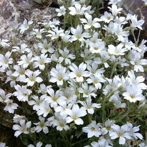 Гутчинзия альпийская выращивание из семян. Посадка кампсиса 06