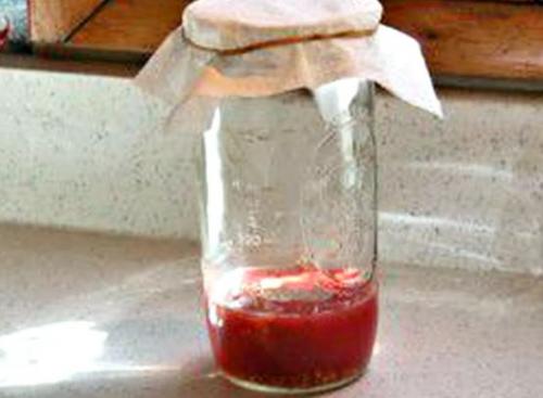 Как заготовить семена помидоров для рассады. Требования к плодам для отбора семян 04