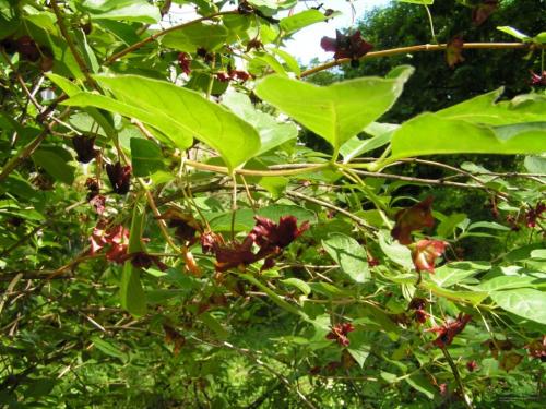 Жимолость вьющаяся размножение. Сорта вьющейся жимолости