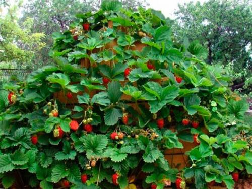 В выращивание клубники в пирамидах. Грядка пирамида для клубники: чертежи, фото