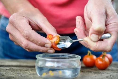 Как заготовить семена помидоров для рассады. Требования к плодам для отбора семян 03