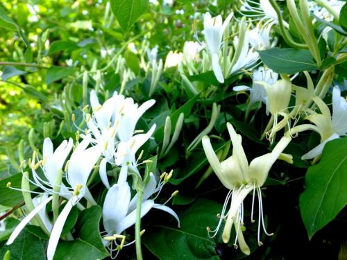 Жимолость вьющаяся размножение. Сорта вьющейся жимолости