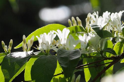 Жимолость вьющаяся размножение. Сорта вьющейся жимолости