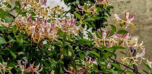 Жимолость вьющаяся размножение. Сорта вьющейся жимолости