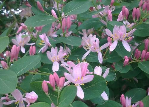 Жимолость вьющаяся размножение. Сорта вьющейся жимолости