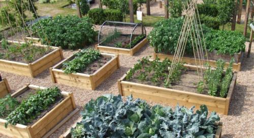 Огород без хлопот для пожилых, как делать умные грядки. Огород без хлопот для пожилых —, как делать умные грядки, особенности