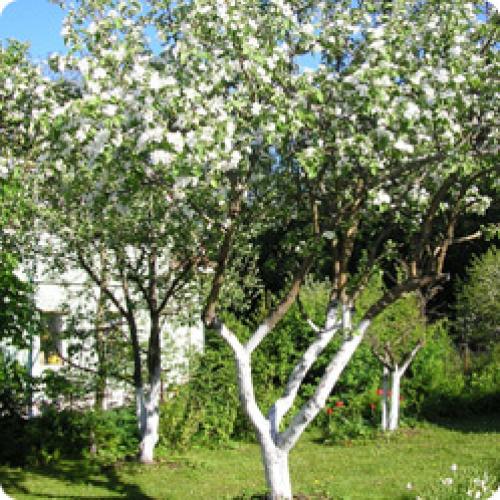 Как подготовить дачный участок к зиме. КАК ПОДГОТОВИТЬ САД К ЗИМЕ