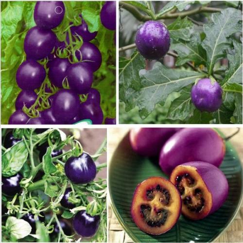 Можно ли сажать свежие семена помидор. 